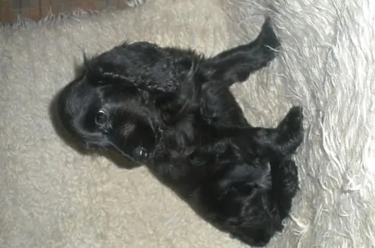 Piękne cocer spanielki !