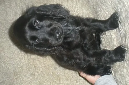 Piękne cocer spanielki !