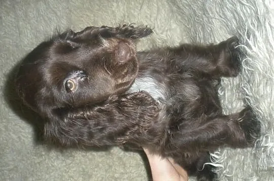 Piękne cocer spanielki !