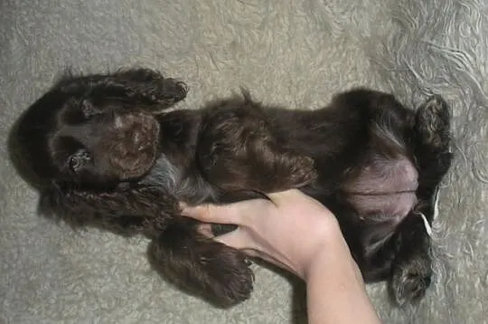 Piękne cocer spanielki !