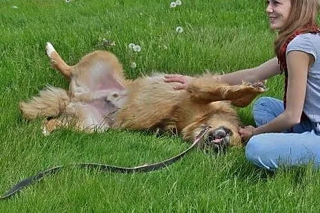 Teddy wierny, ufny czeka na dom,  lubelskie Lublin