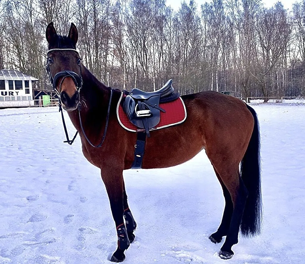 Wyjątkowa 10 letnia klacz, 164 cm, Śląskie, Będzin