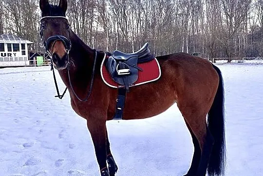 Wyjątkowa 10 letnia klacz, 164 cm