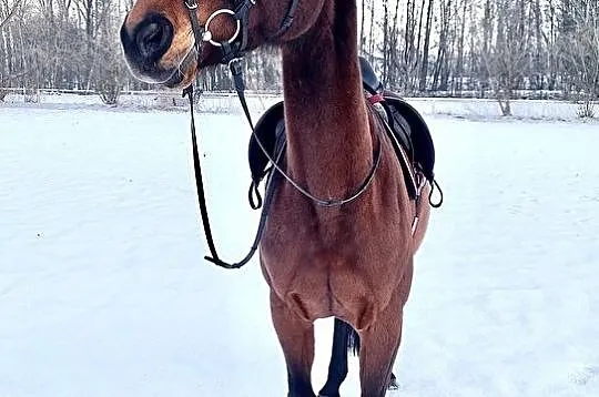 Wyjątkowa 10 letnia klacz, 164 cm, Śląskie, Będzin