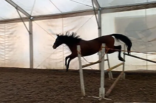 Wyjątkowa 10 letnia klacz, 164 cm, Śląskie, Będzin