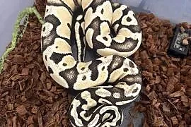 Python regius Desert Ghost PYTON WĄŻ