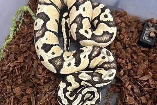 Python regius Desert Ghost PYTON WĄŻ