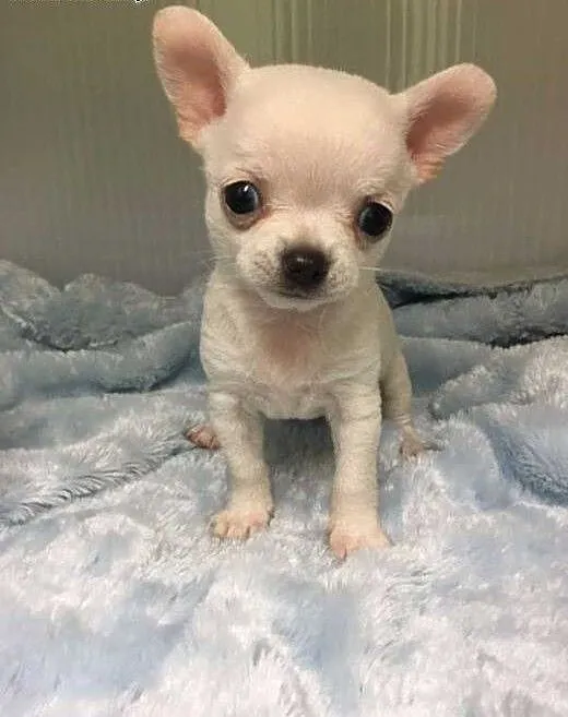 Nowe mioty chihuahua szczenięta - Na sprzedaż, ku