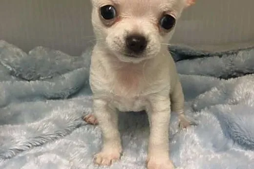Nowe mioty chihuahua szczenięta - Na sprzedaż,  ku