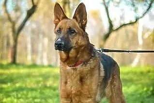 Adoptuj Aresa