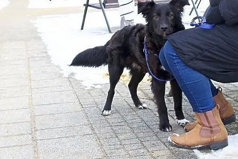 Elegancki CLARK poleca się do adopcji :),  mazowieckie Warszawa