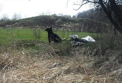 Kajtek czeka w schronisku!!!, dolnośląskie Wrocła