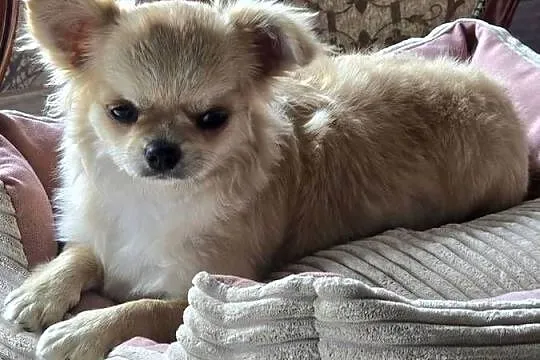 Chihuahua biszkoptowa 9 mcy