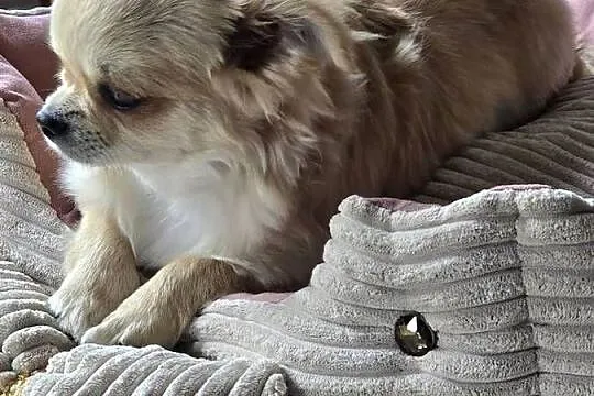 Chihuahua biszkoptowa 9 mcy, Śląskie, Bielsko-Biała