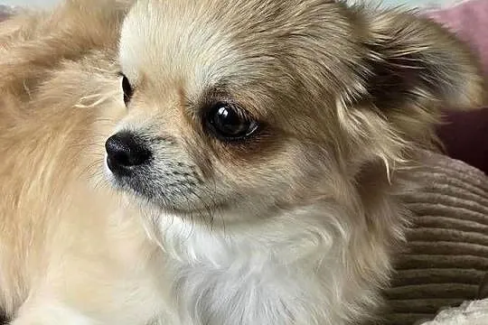 Chihuahua biszkoptowa 9 mcy, Śląskie, Bielsko-Biała