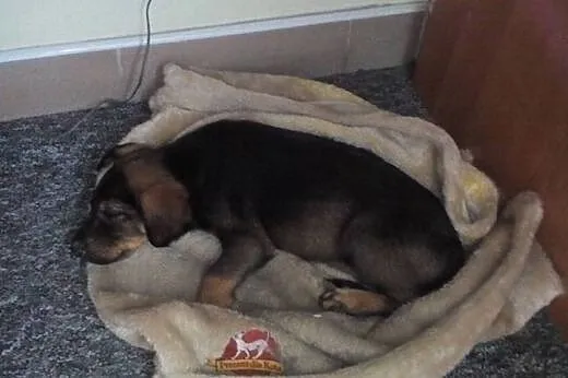 Maleńka Balbinka pilnie potrzebuje dobrego domku, 