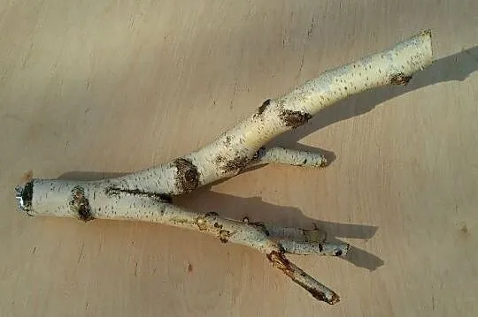 Naturalne brzozowe żerdzie dla papug z wymianą w domu klienta, Śląskie, Ruda Śląska