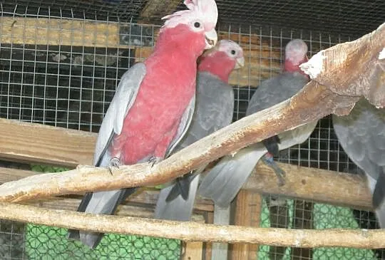 Papugi KAKADU RÓŻOWE z DNA - samczyki z 23 r, , Luboń