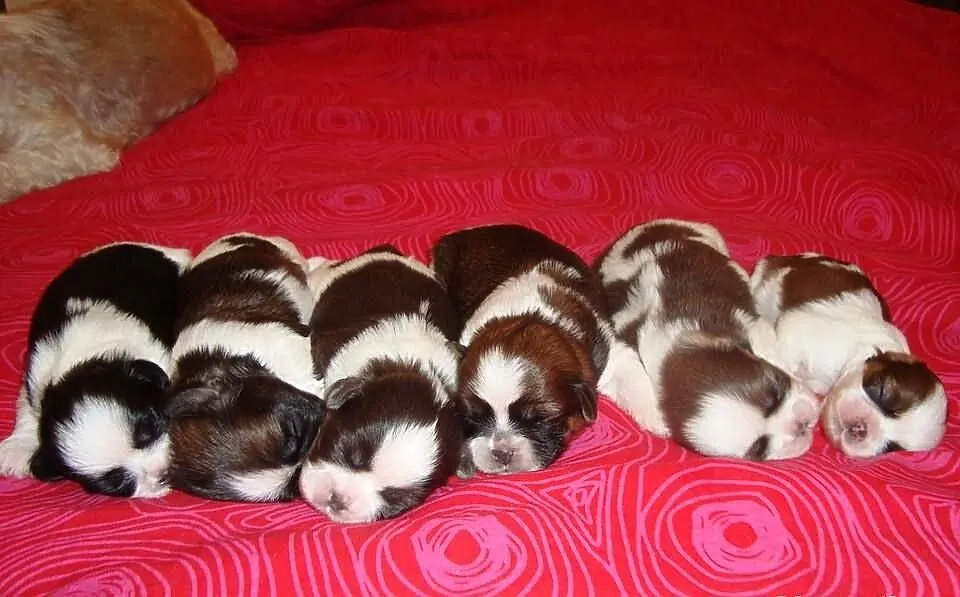 Szczeniaczki Shih Tzu z rodowodem ZKWP FCI