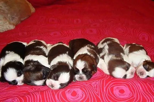 Szczeniaczki Shih Tzu z rodowodem ZKWP FCI