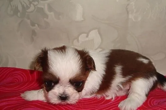 Szczeniaczki Shih Tzu z rodowodem ZKWP FCI