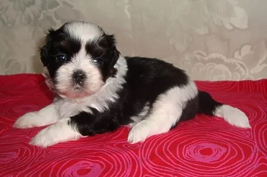 Szczeniaczki Shih Tzu z rodowodem ZKWP FCI