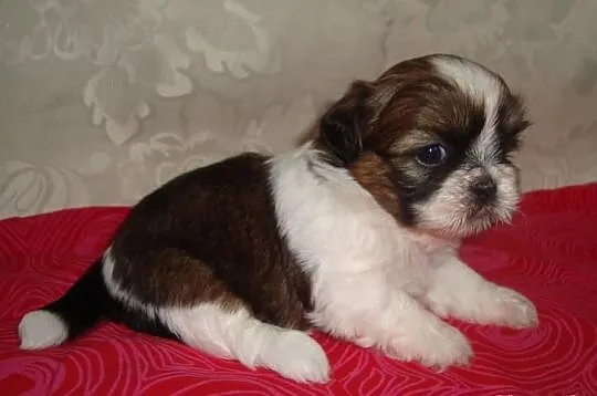 Szczeniaczki Shih Tzu z rodowodem ZKWP FCI