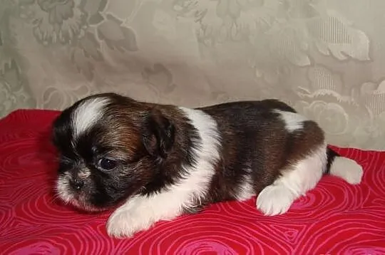 Szczeniaczki Shih Tzu z rodowodem ZKWP FCI