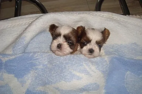 Szczeniaczki Shih Tzu z rodowodem ZKWP FCI