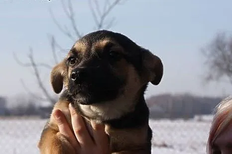 SZCZENIAKI, dwóch cudownych chłopców do adopcji!, 