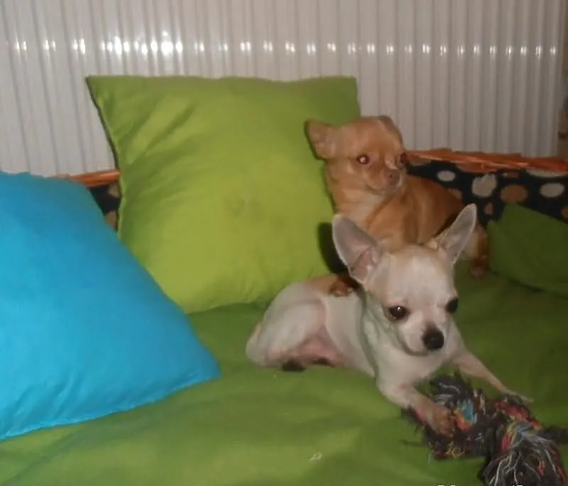 Chihuahua FCI - mini piesek