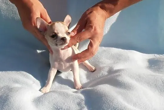Chihuahua FCI - mini piesek