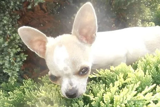 Chihuahua FCI - mini piesek