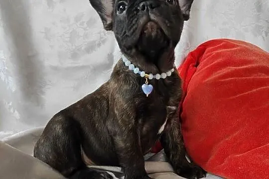 Buldog francuski z genem blue, Lubelskie, Zakrzów