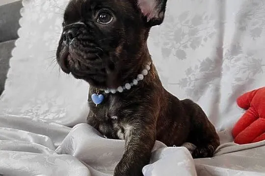 Buldog francuski z genem blue, Lubelskie, Zakrzów