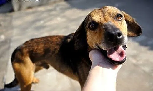 Cleo mały, energiczny, wesoły psiak ADOPCJA, Kund