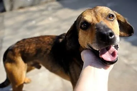 Cleo mały, energiczny, wesoły psiak ADOPCJA,  Kund