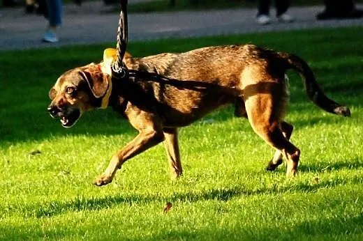 Cleo mały, energiczny, wesoły psiak ADOPCJA,  Kund