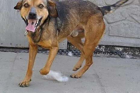 Cleo mały, energiczny, wesoły psiak ADOPCJA,  Kund