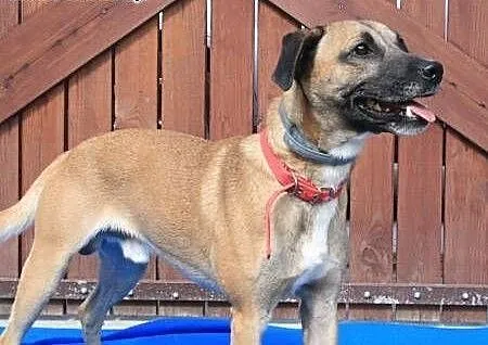 Roki - młody, energiczny super psiak do adopcji,