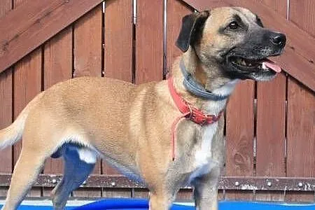 Roki - młody, energiczny super psiak do adopcji,  