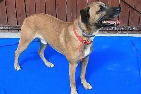 Roki - młody, energiczny super psiak do adopcji,  