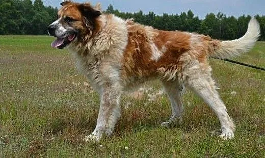 Benio - piękny bernardyn do adopcji! , małopolski
