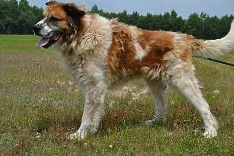 Benio - piękny bernardyn do adopcji! , małopolskie Kraków