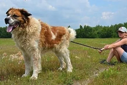 Benio - piękny bernardyn do adopcji! ,  małopolski