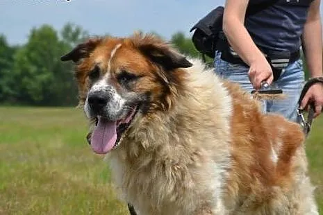 Benio - piękny bernardyn do adopcji! ,  małopolski