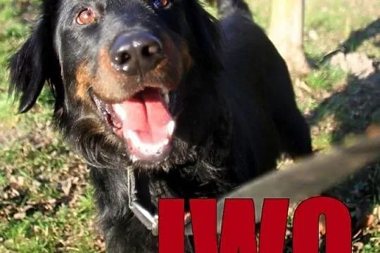 Twój Najlepszy Przyjaciel - Iwo w typie hovawarta