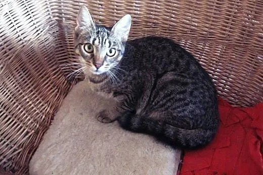 Kociczka buraska 5 miesieczna,wysterylizowana,adop