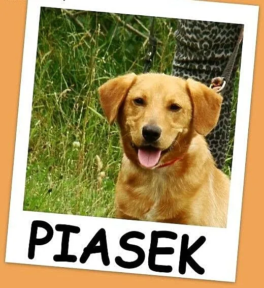Średni,młodziutki 1 rok,wesoły,przyjacielski, pies