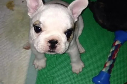 Buldogi Francuskie
